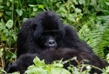 mountain Gorilla Tracking- cheap rwanda safaris 