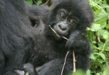 mountain Gorilla Tracking- cheap rwanda safaris 